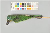 藏品(五色鳥)的圖片